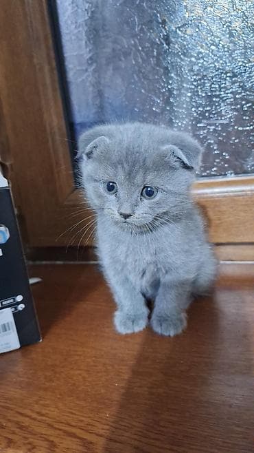 Шотладская вислоухая, Самец