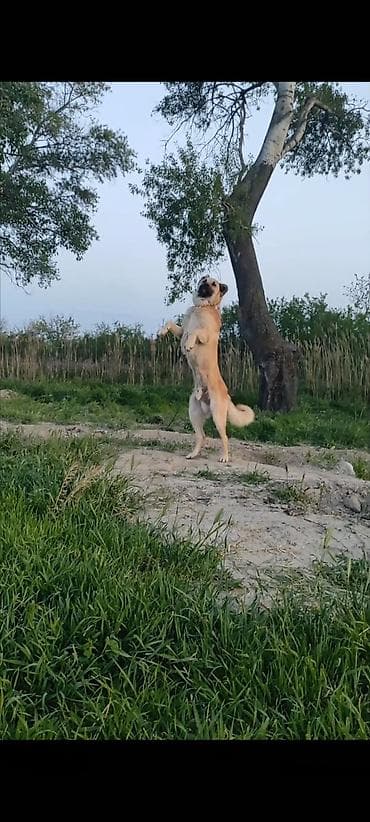 11 ay, Erkek, Ünvandan götürmə, Ödənişli çatdırılma