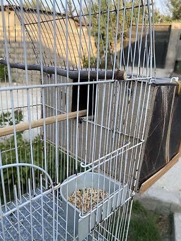 amadin qusu: Növ: Nimfa tutuquşuları (Cockatiel) – cütlük Rəng: Açıq sarı/krem — 6