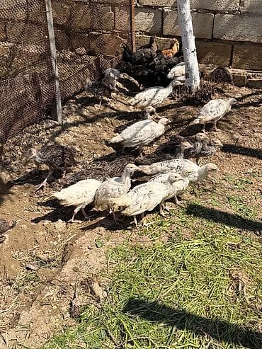 it satşı: Hinduşka cücələri, Damazlıq — 4