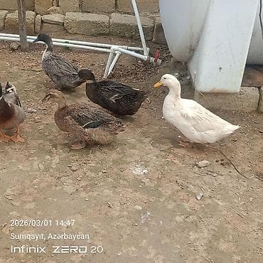 tap. az itler: Hamsi satılır çoxu yumurtduyur — 4