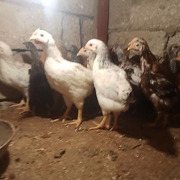 samsung c3 ekran: Samsung B200, 2 GB, rəng - Ağ, Barmaq izi — 7