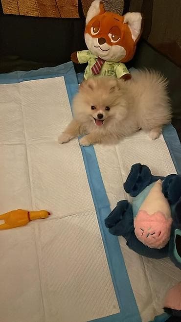 Gəmiricilər: Şpitz, 2 ay, Erkek, Pulsuz çatdırılma — 3