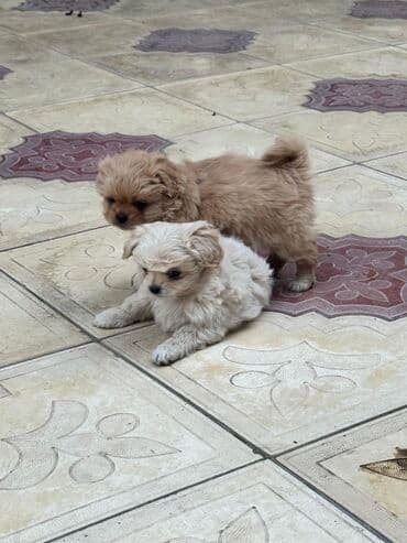 it cütləşdirmək: Pekines, 2 ay — 3