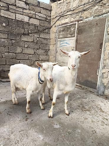 erkəy danalar: Təmiz orginal 3 dənə Sani satılır ikisi balalıdı hərəsin bir balası — 9