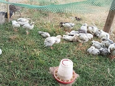 1 aylıq tam sağlam cücələrdir. Vaksinləri verilib. 1000 ədəd var