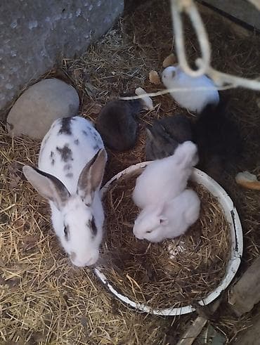 lavanda: Kənd evi və təsərrüfat sahəsi - Geniş həyətli birmərtəbəli kənd evi — 4