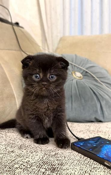 xamilyon heyvan: Şotland — 3