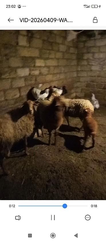 qoyun bazari: 2qoyun 2bala qoyun bir 3 qarin doğub balsin 15 kilo et var obri qoyun — 2