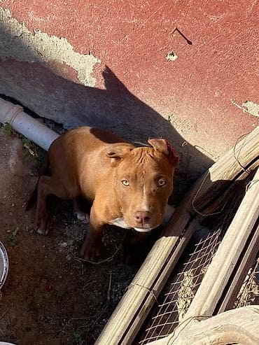 itler tap az: Pitbul, 6 ay, Erkek — 3