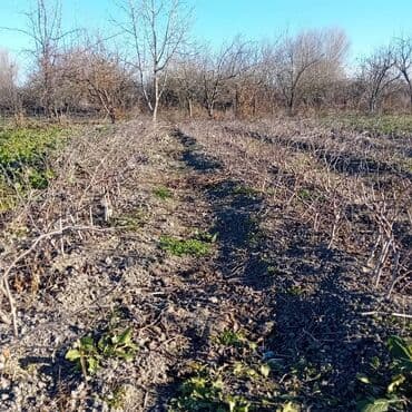 jaluz perdeler qiymetleri: 1 illik üzüm tingleri sağlam ela kökləri var 1500 denedir 50 den chox — 1