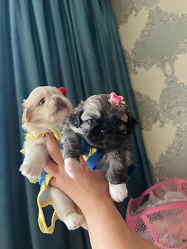 balaca it: Pekines, 1 ay, Dişi, Ünvandan götürmə — 2