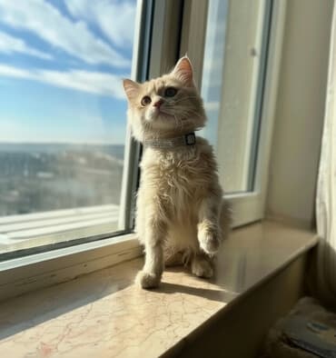 Sibir, Erkək, Yaxşı əllərə, Ünvandan götürmə, Ödənişli çatdırılma