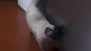сиамская кошка цена: Siam, Yaxşı əllərə — 3
