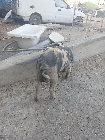- Cins: Xallı donlu ev donuzu - Rəng: Qara-ağ qarışıq, bədənində