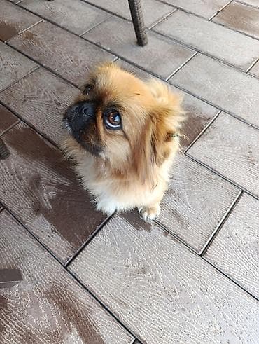 bulduk it: Pekines, 2 il, Peyvəndli — 3