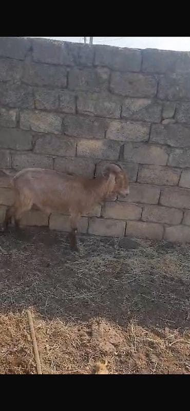 cin bildircin: Keçilər satılır 11 baş heyvandır maraqlanan əlaqə saxlaya bilər — 5