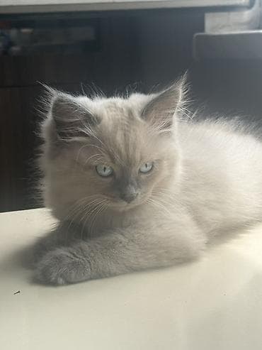 dekarativ heyvanlar: Ragdoll tipli balaca pişik Ragdoll ilə persin qarışığıdır balalar - — 3