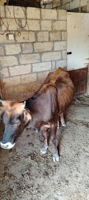 mal bazari: Satışda: 3 baş dana Damazlıq Ünvan:Qobustan rayon Yekəxana kənd — 5