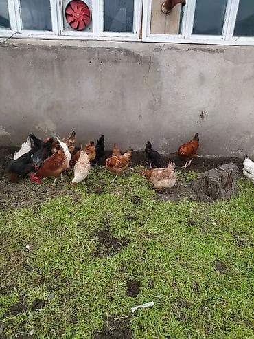 bala it satışı: Toyuq, Damazlıq — 10