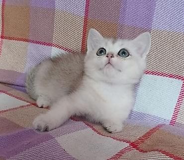 golden pişik: Britan — 6