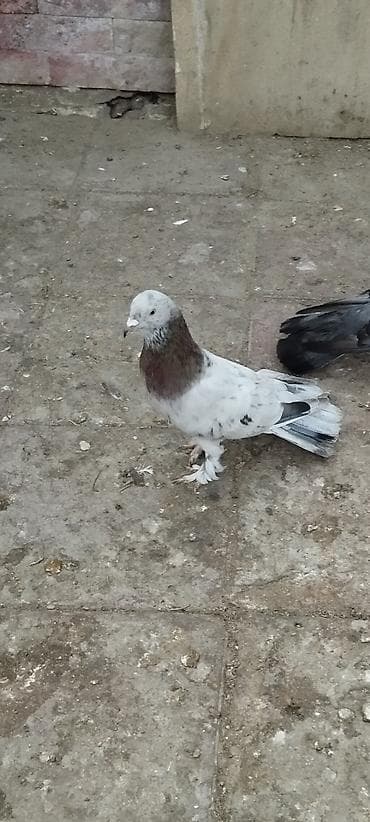 Əbrəş qizğin erkəkdir 18 tük.Uzun hündür viddi quşdu.Vatsap+