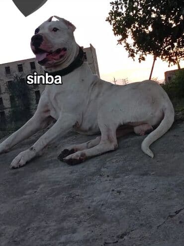 heyvanlara verilen adlar: Qurdbasar, 3 il, Erkek — 2