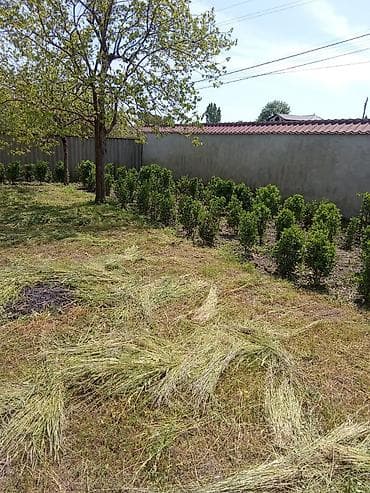 Həmişəyaşıl dekorativ çit və topiar bitkiləri – Ligustrum (Privet) - — 1