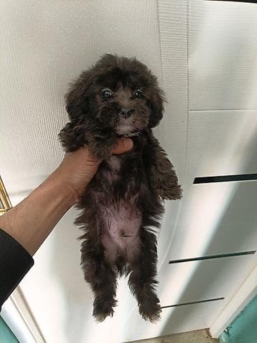 heyvan meymun: Miniatür it balası – qara rəngli, sinə və üz nahiyəsində açıq-boz — 2