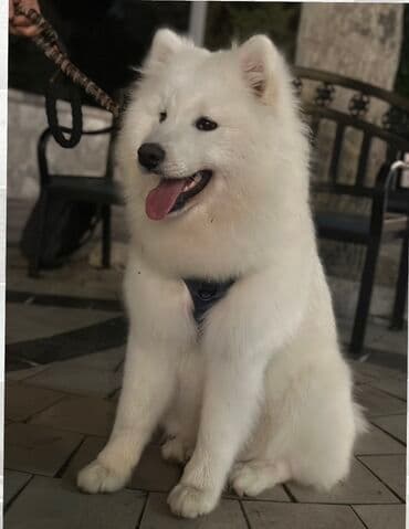 Samoyed, 1 il, Erkek, Cütləşmə üçün