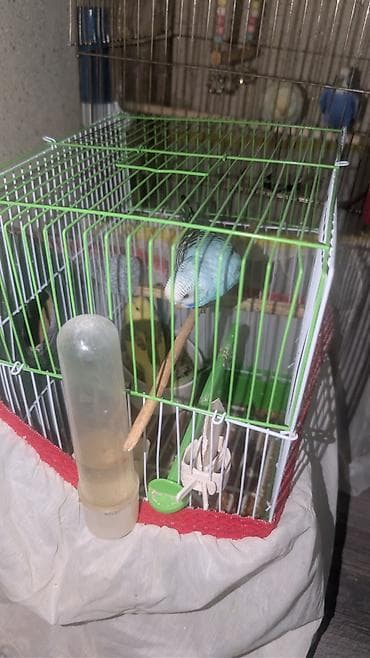 Yuvalar: 11 PAPUQAY 7 DİSİ BALADİ 2 AYLİQDİLAR HAZİR CUTLERDİ 2 QƏFƏSLƏ — 6