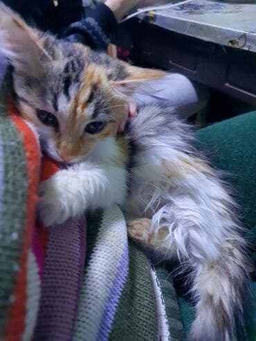 Pişiklər: Norveç, Yaxşı əllərə, Ünvandan götürmə — 7