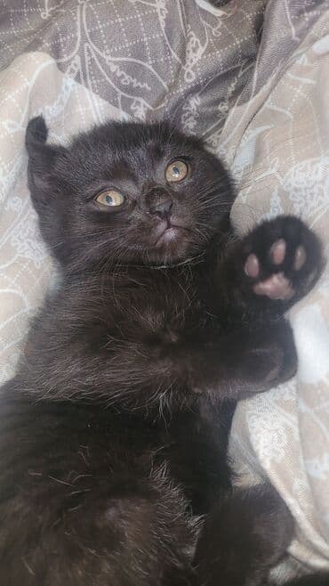 Balıq: Yaxşı əllərə — 4