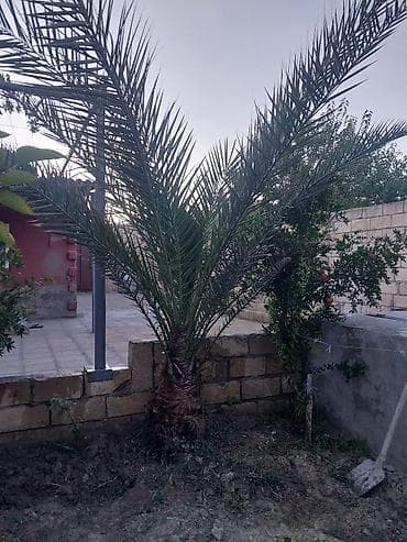 ev gulleri ve adlari: Xurma (xurma palması) – dekorativ landşaft üçün - Növlü xurma — 7