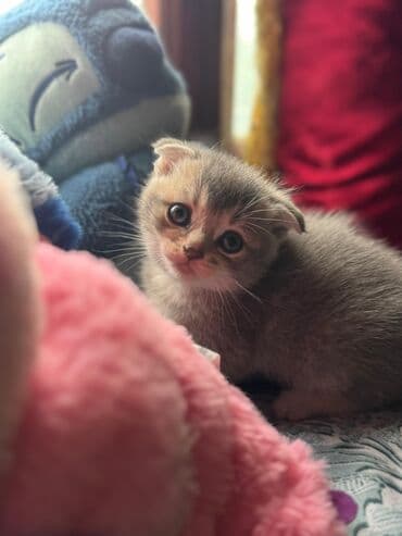 şotlan pişik: Şotland yastı qulaq, Erkək, Dişi, Yaxşı əllərə, Ünvandan götürmə, Pulsuz çatdırılma, Ödənişli çatdırılma — 95