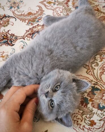 britain pisiyi satilir: Britan, Erkək — 4