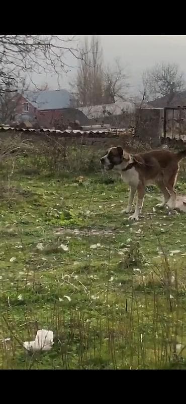 eşəy satışı: Qurdbasar, 3 il, Erkek, Ödənişli çatdırılma — 2