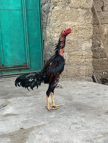 çöl toyuğu: Toyuq, Damazlıq — 7