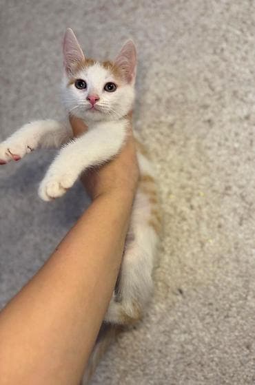 Pişiklər: Erkək, Dişi, Yaxşı əllərə — 4