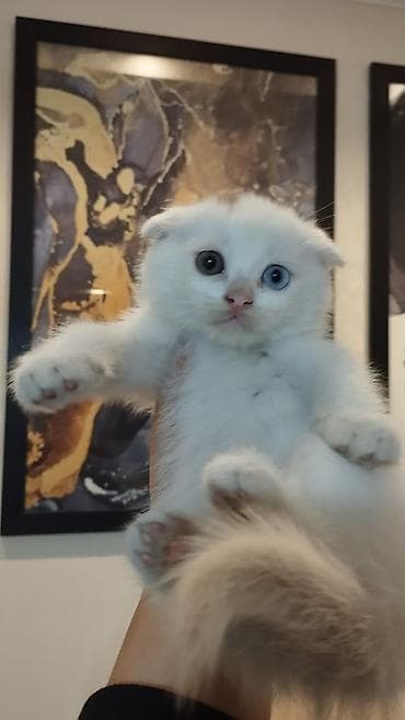 вислоухий шотландец котенок: Шотладская вислоухая — 2