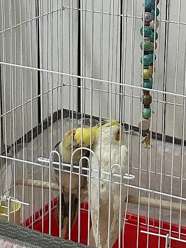 sirin pişik balalari: Nimfa tutuquşuları (cüt) və qəfəs dəsti,1erkek,1dişi — 1