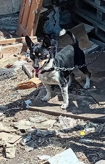 1 il, Erkək, Ödənişli çatdırılma lalafo.az -da 1 il, Erkək, Ödənişli çatdırılma