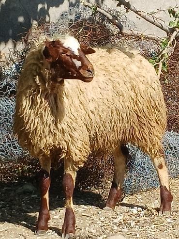 balaca it cinsi: 15 16 kilo eti erkəy — 3