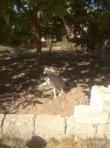 дрессировка собак баку: Kanal balasi 5 ayligdi — 3