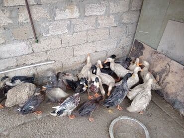 toyuq cuce satişi: Məhsul: ördək sürüsü 20eded di hamsını alana endirim olacaq tam sağlam — 3