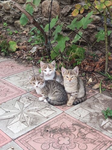 кот в добрые руки: В добрые руки — 1