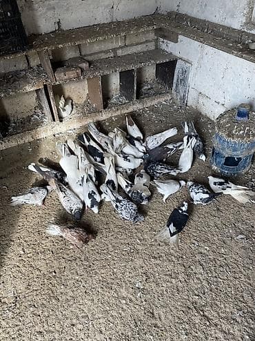 Hər rengde quş var 5 manatdan 30 manata kimi real alıcılar yigsin lalafo.az -da Hər rengde quş var 5 manatdan 30 manata kimi real alıcılar yigsin