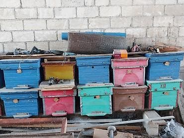 Arıçılıq üçün taxta arı pətəkləri - Rəngli, çoxsaylı taxta