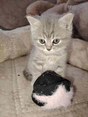 Heyvanlar: Britan, Yaxşı əllərə, Ünvandan götürmə — 1