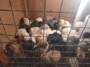 kend toyuqları: Toyuq cücələri, Damazlıq — 2